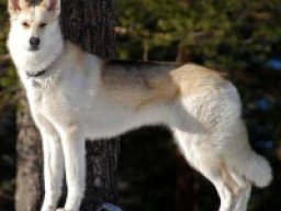 Wolfdog chien-loup